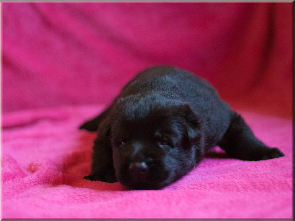 E-Wurf von Schörner's Schmiede