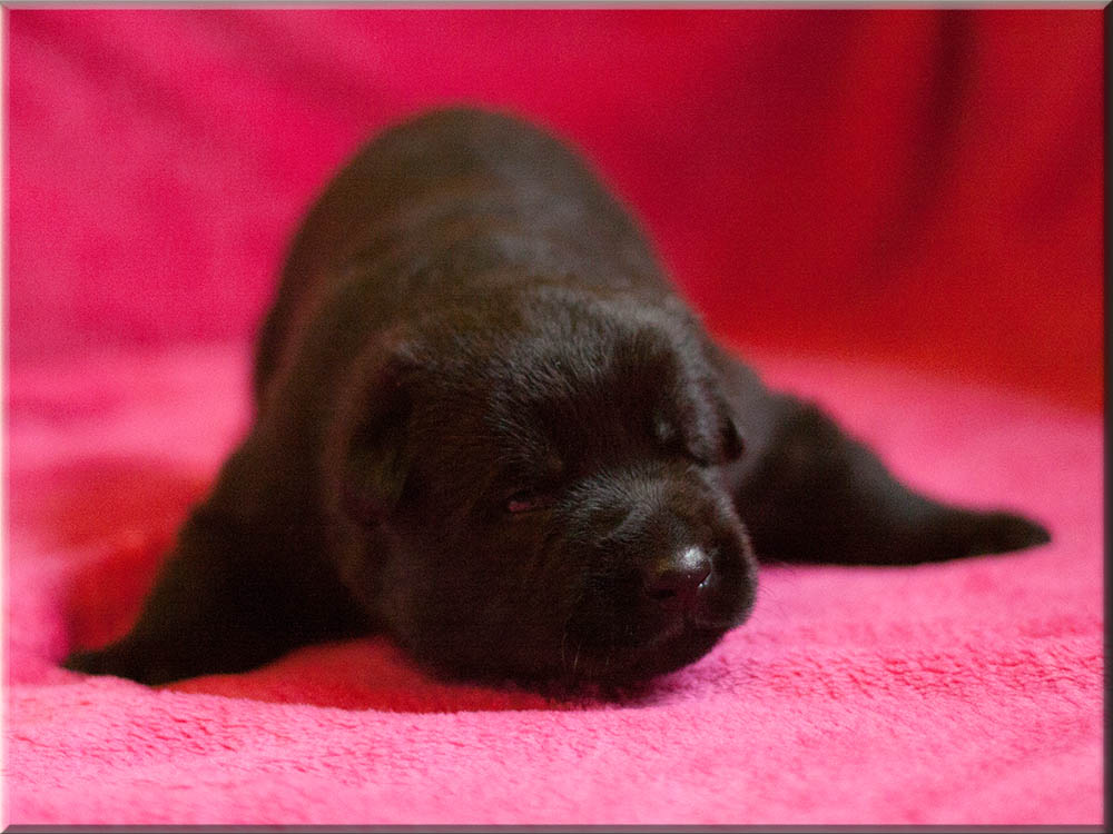 E-Wurf von Schörner's Schmiede