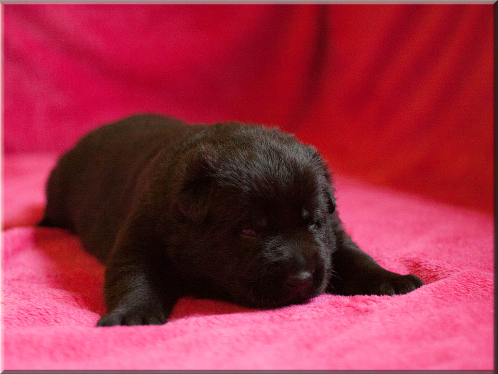 E-Wurf von Schörner's Schmiede