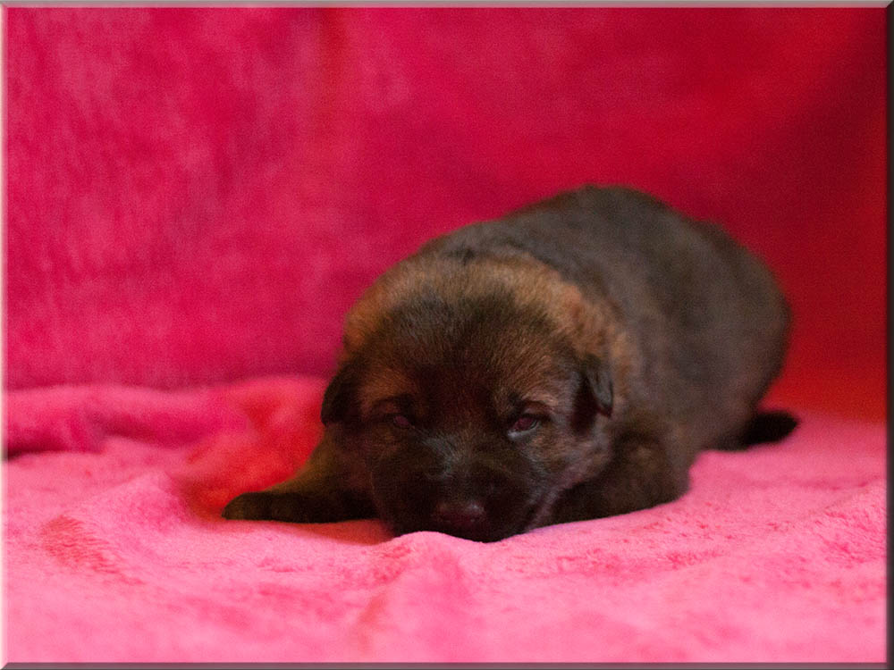 E-Wurf von Schörner's Schmiede