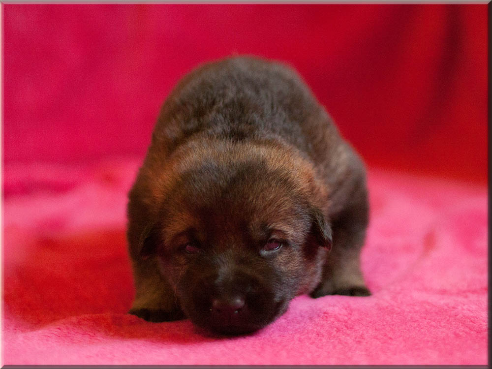 E-Wurf von Schörner's Schmiede