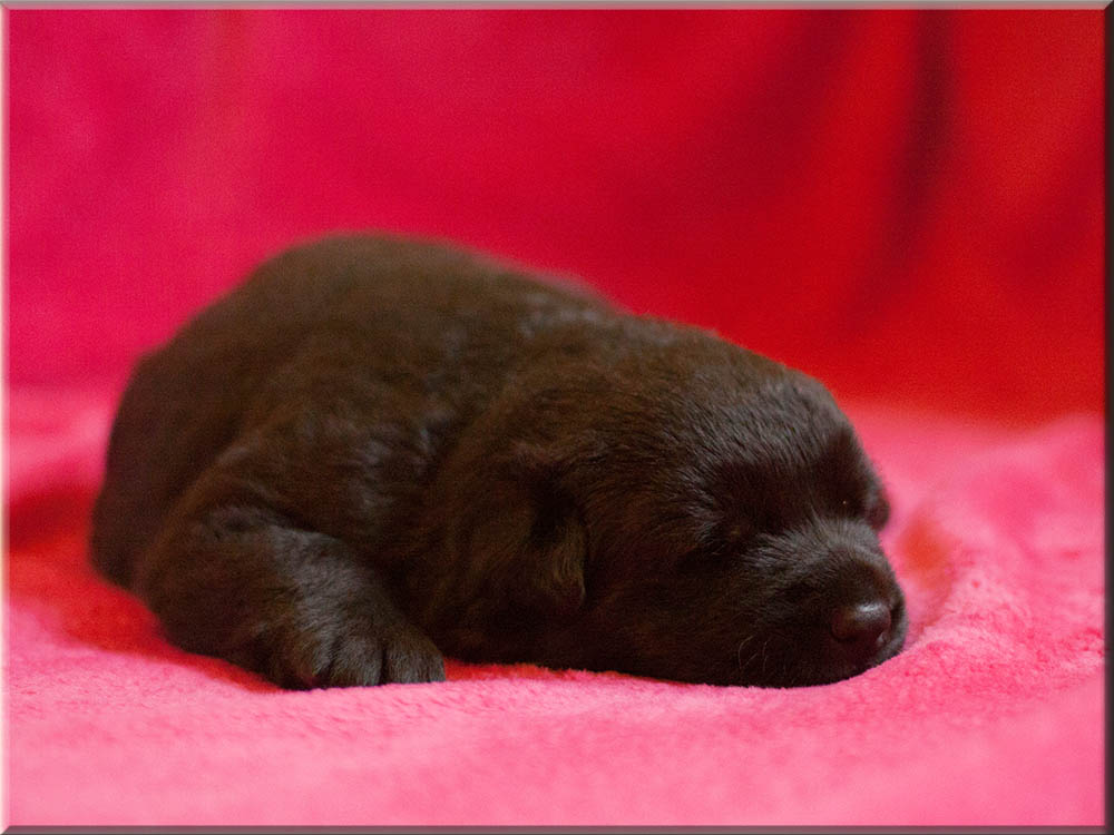 E-Wurf von Schörner's Schmiede