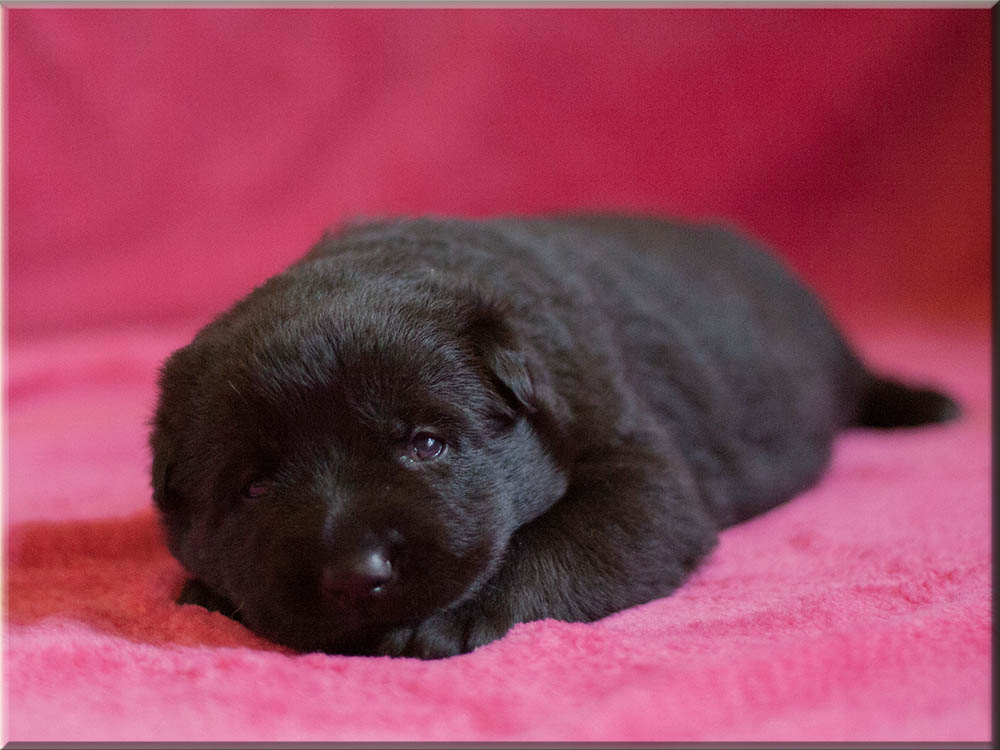 E-Wurf von Schörner's Schmiede