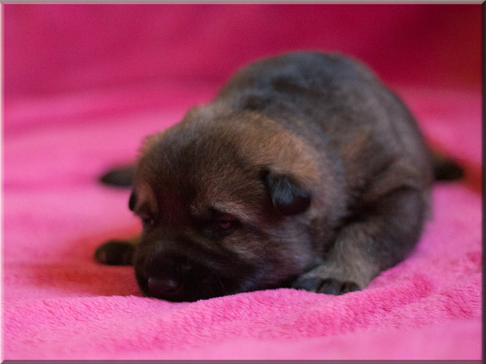 E-Wurf von Schörner's Schmiede