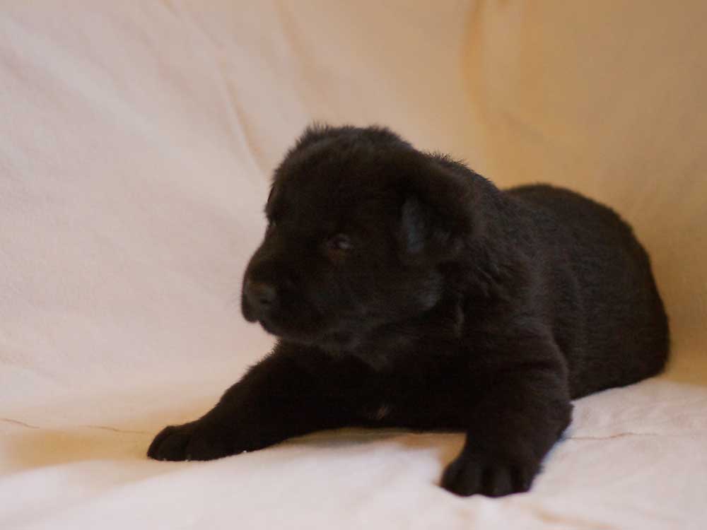 E-Wurf von Schörner's Schmiede