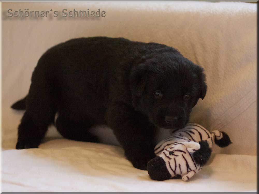 E-Wurf von Schörner's Schmiede