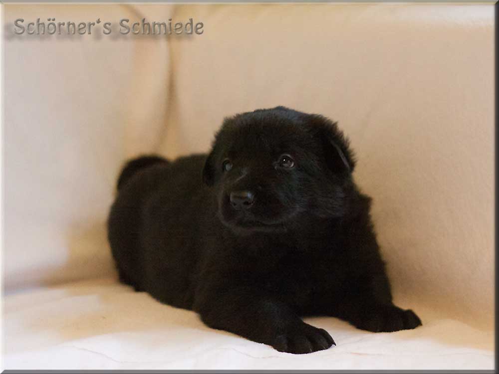 E-Wurf von Schörner's Schmiede