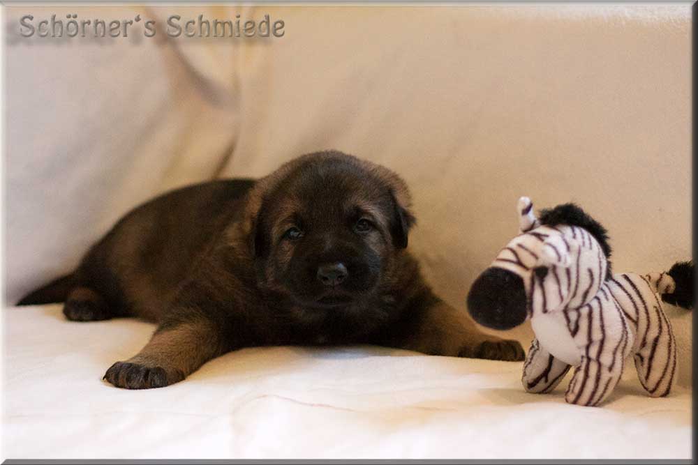 E-Wurf von Schörner's Schmiede