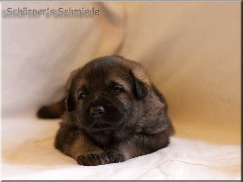 E-Wurf von Schörner's Schmiede