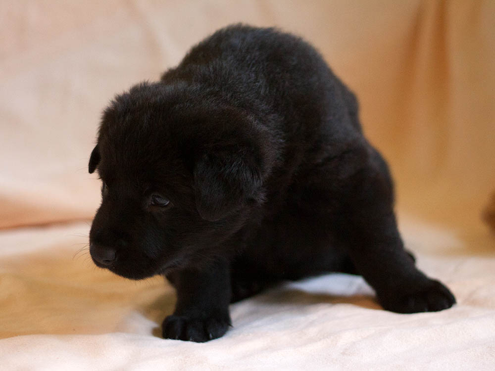 E-Wurf von Schörner's Schmiede