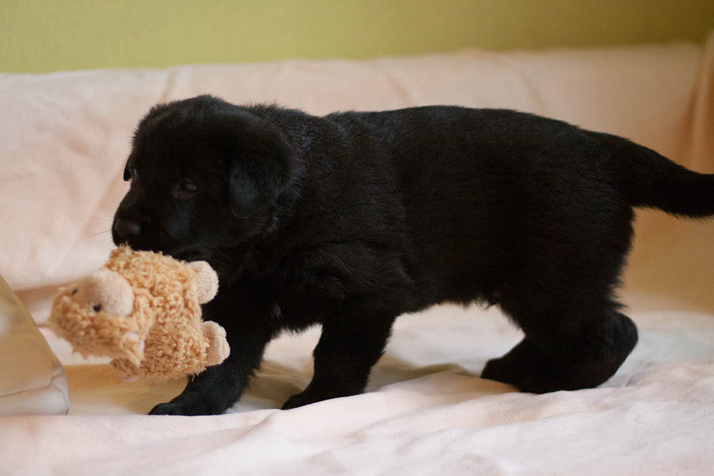 E-Wurf von Schörner's Schmiede