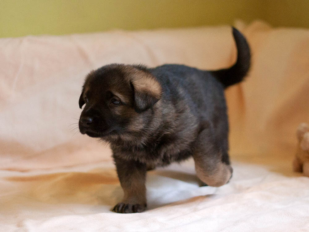 E-Wurf von Schörner's Schmiede