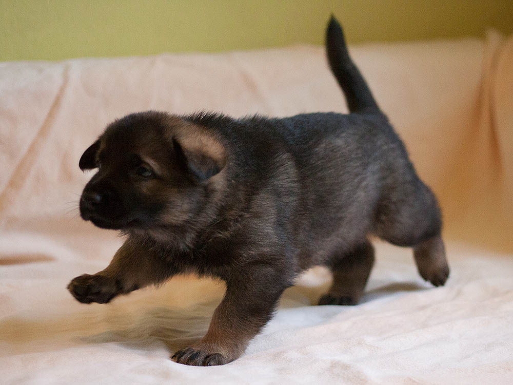 E-Wurf von Schörner's Schmiede