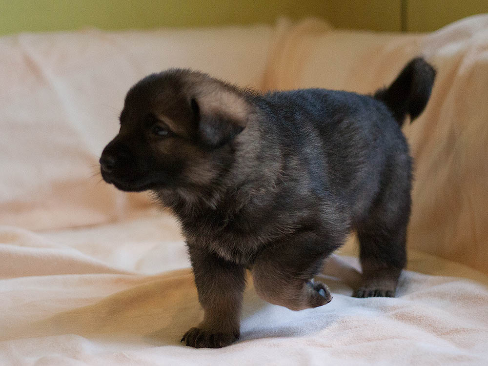 E-Wurf von Schörner's Schmiede