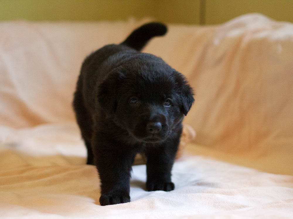 E-Wurf von Schörner's Schmiede