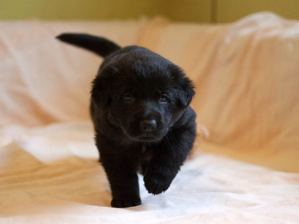 E-Wurf von Schörner's Schmiede