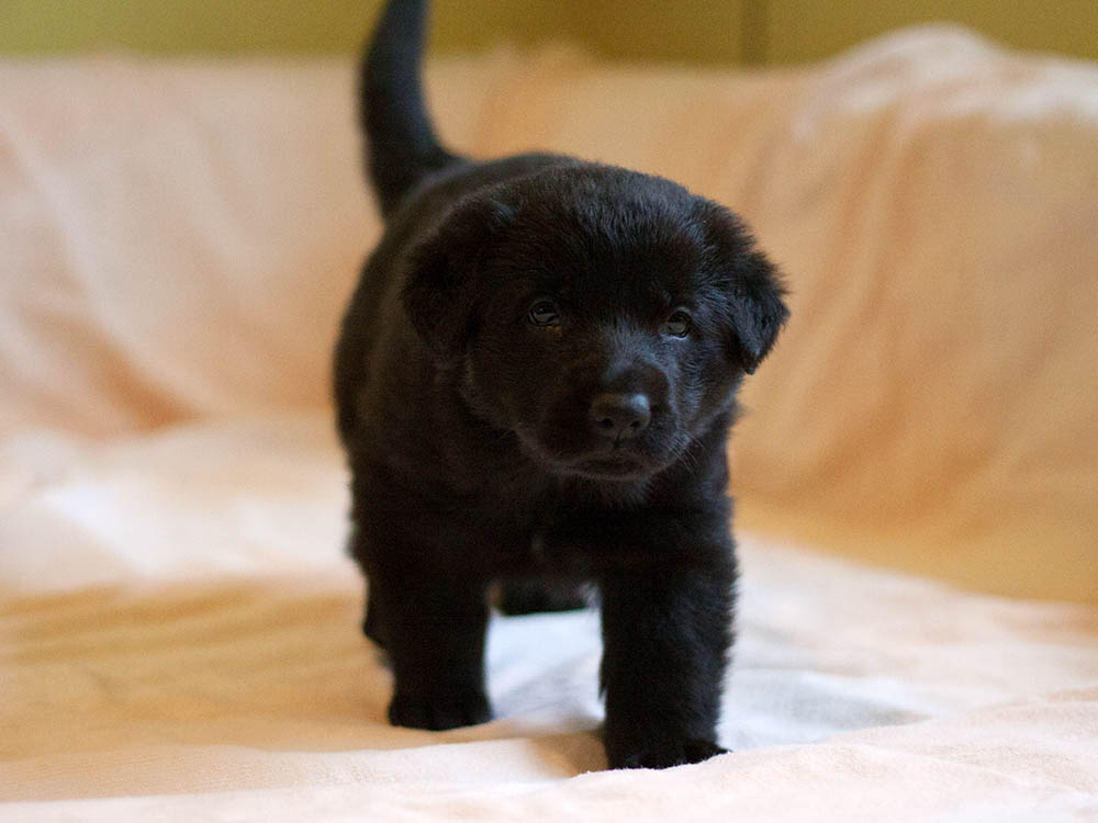 E-Wurf von Schörner's Schmiede