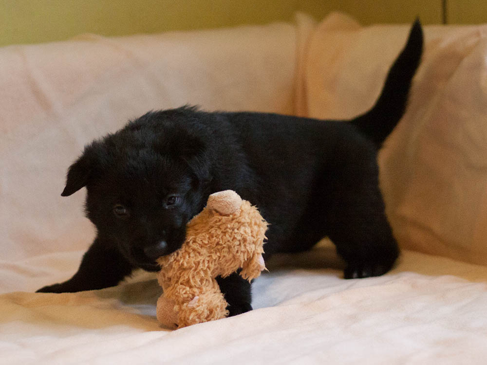 E-Wurf von Schörner's Schmiede