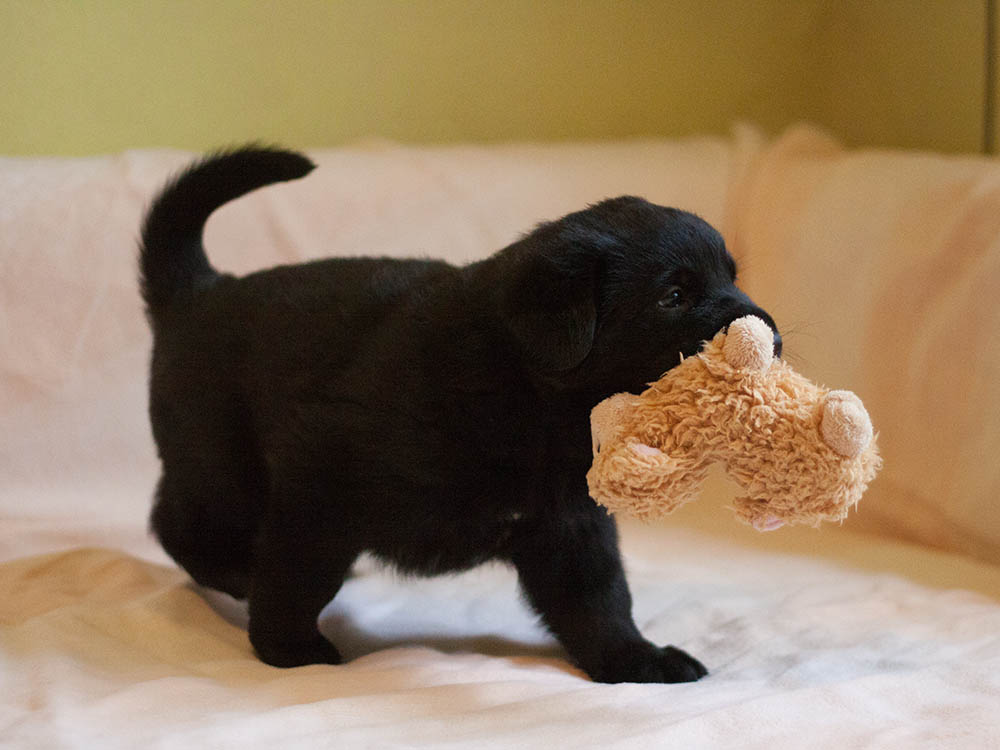 E-Wurf von Schörner's Schmiede