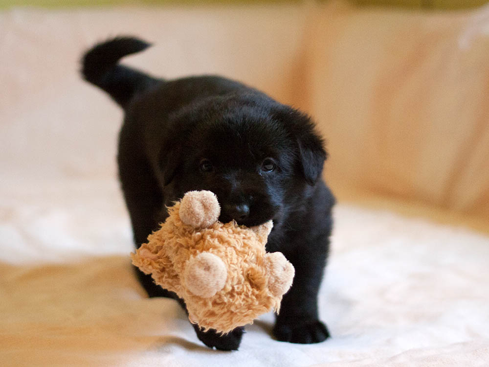 E-Wurf von Schörner's Schmiede