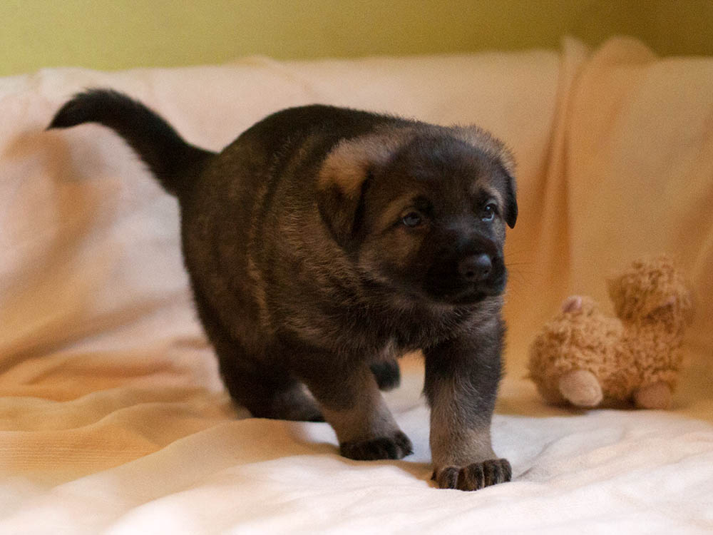 E-Wurf von Schörner's Schmiede