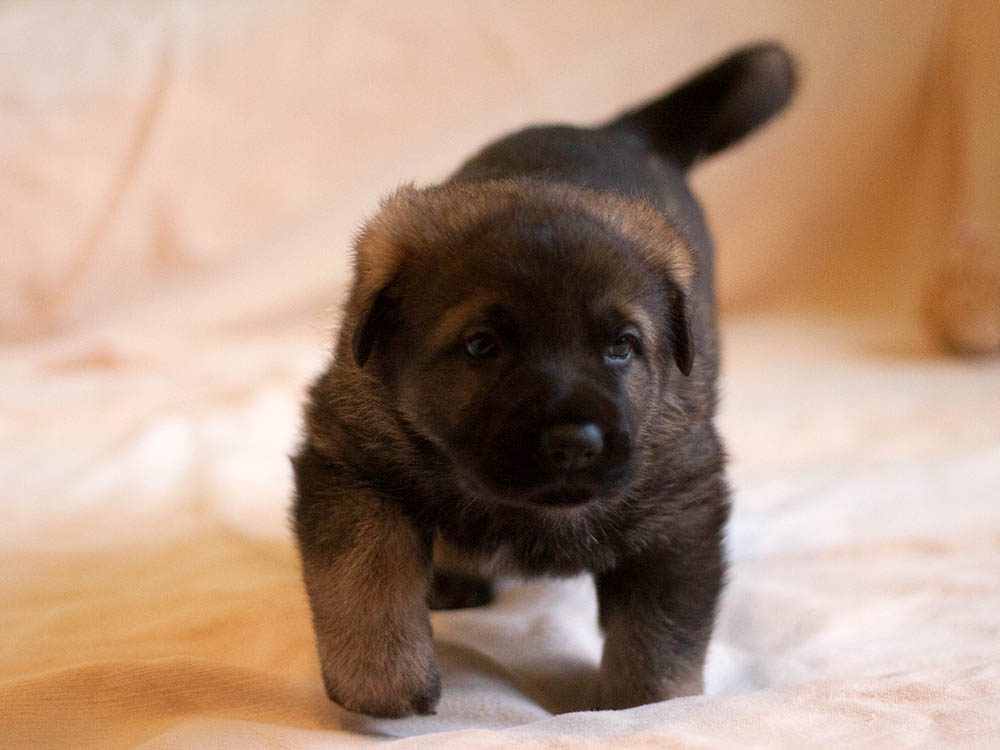 E-Wurf von Schörner's Schmiede