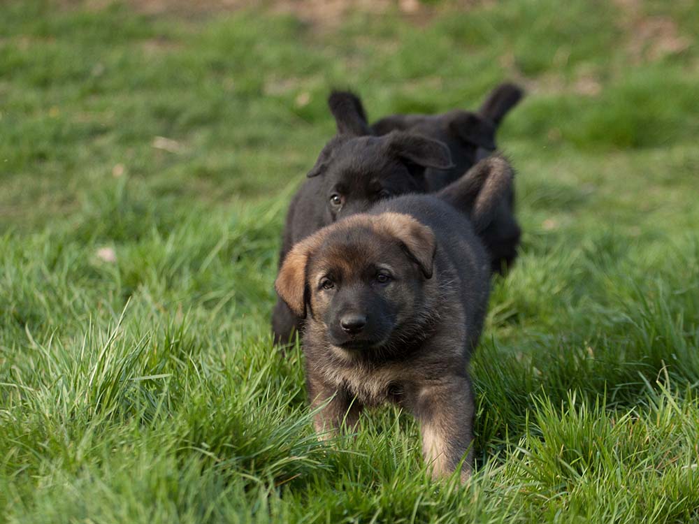 Einar von Schörner's Schmiede