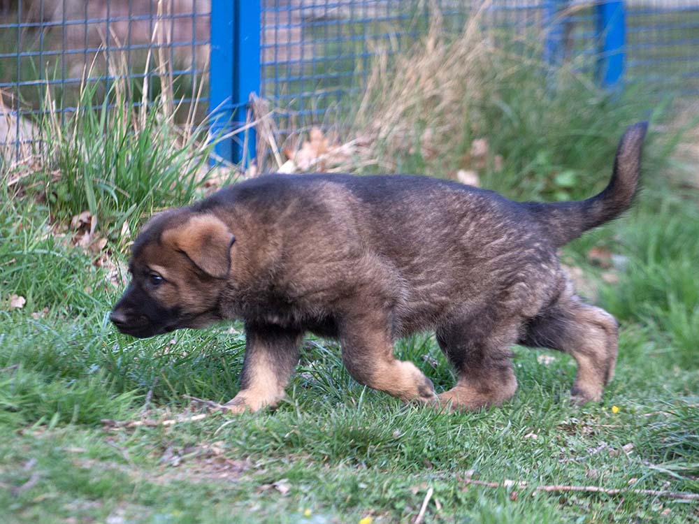 E-Wurf von Schörner's Schmiede