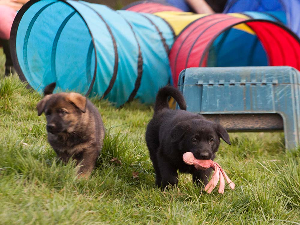 E-Wurf von Schörner's Schmiede