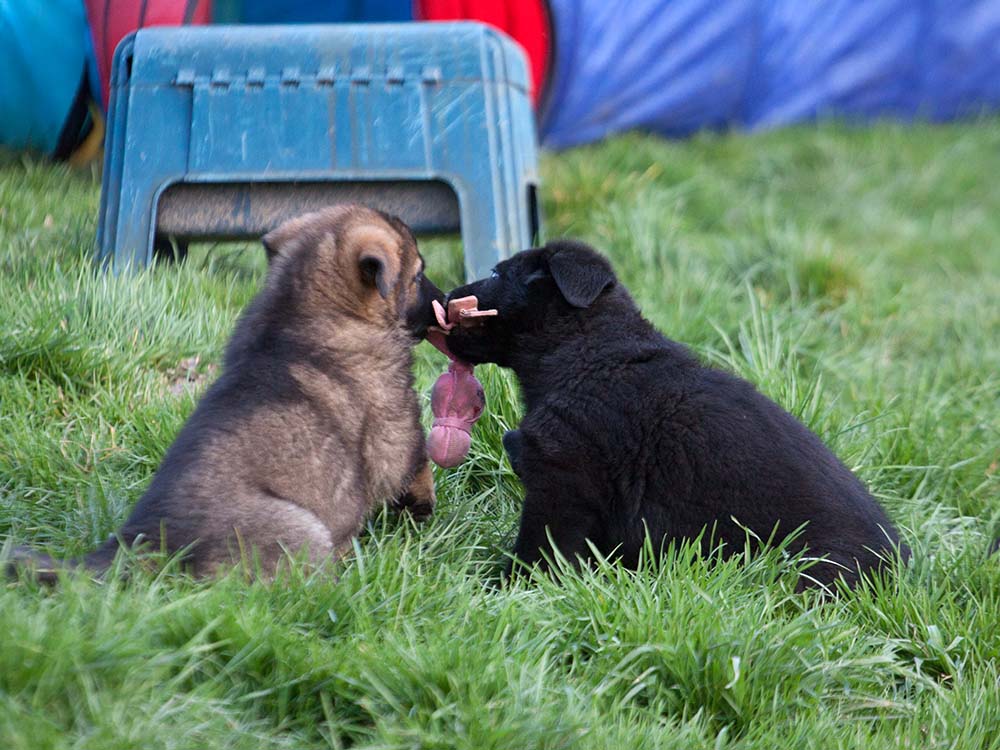 E-Wurf von Schörner's Schmiede