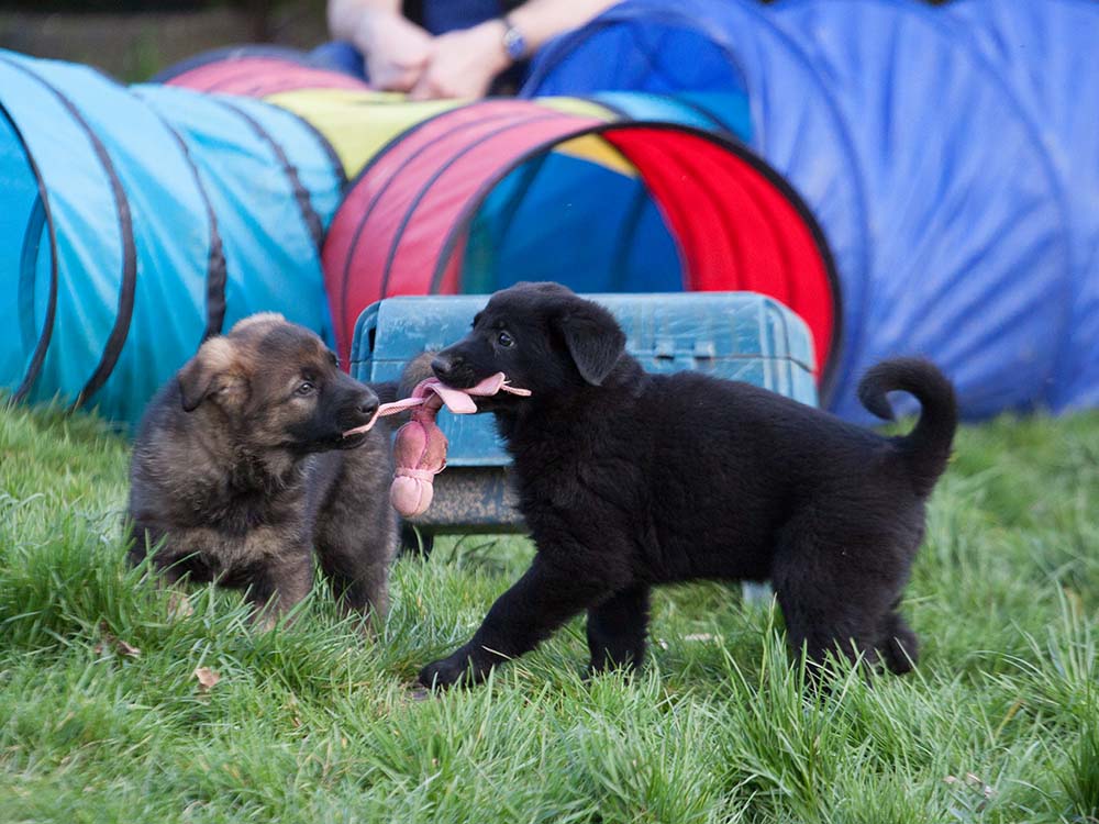 E-Wurf von Schörner's Schmiede