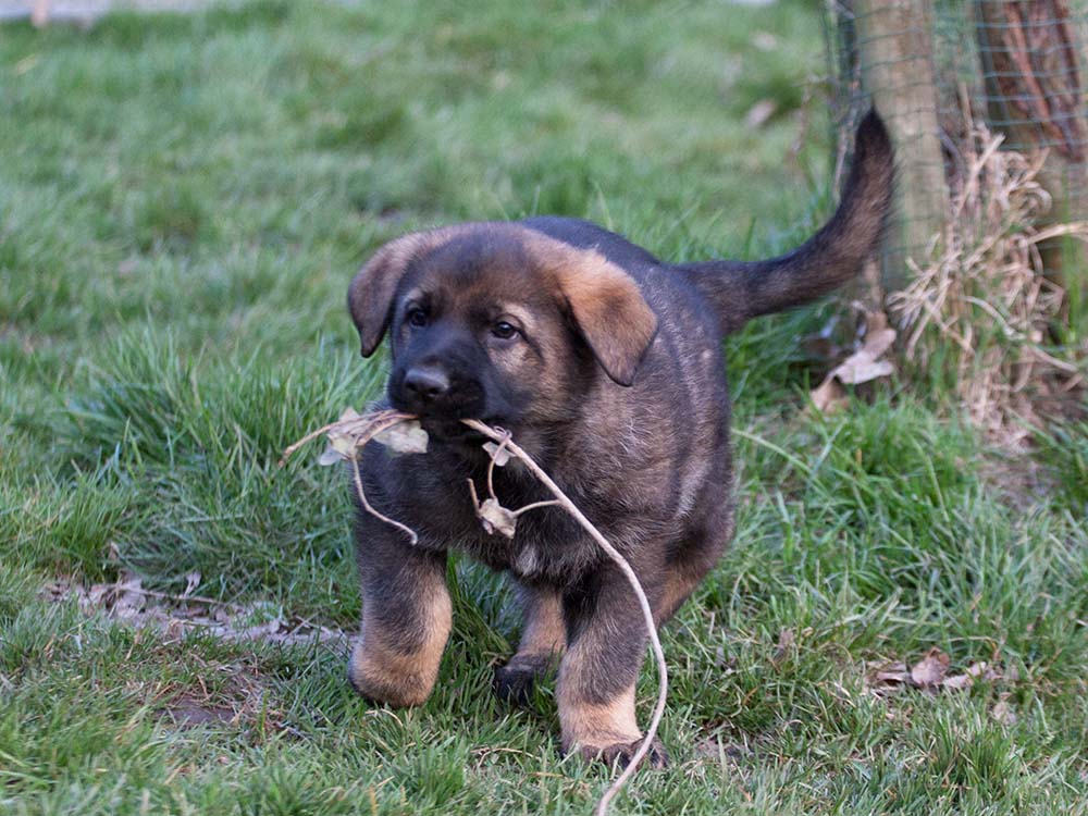 E-Wurf von Schörner's Schmiede