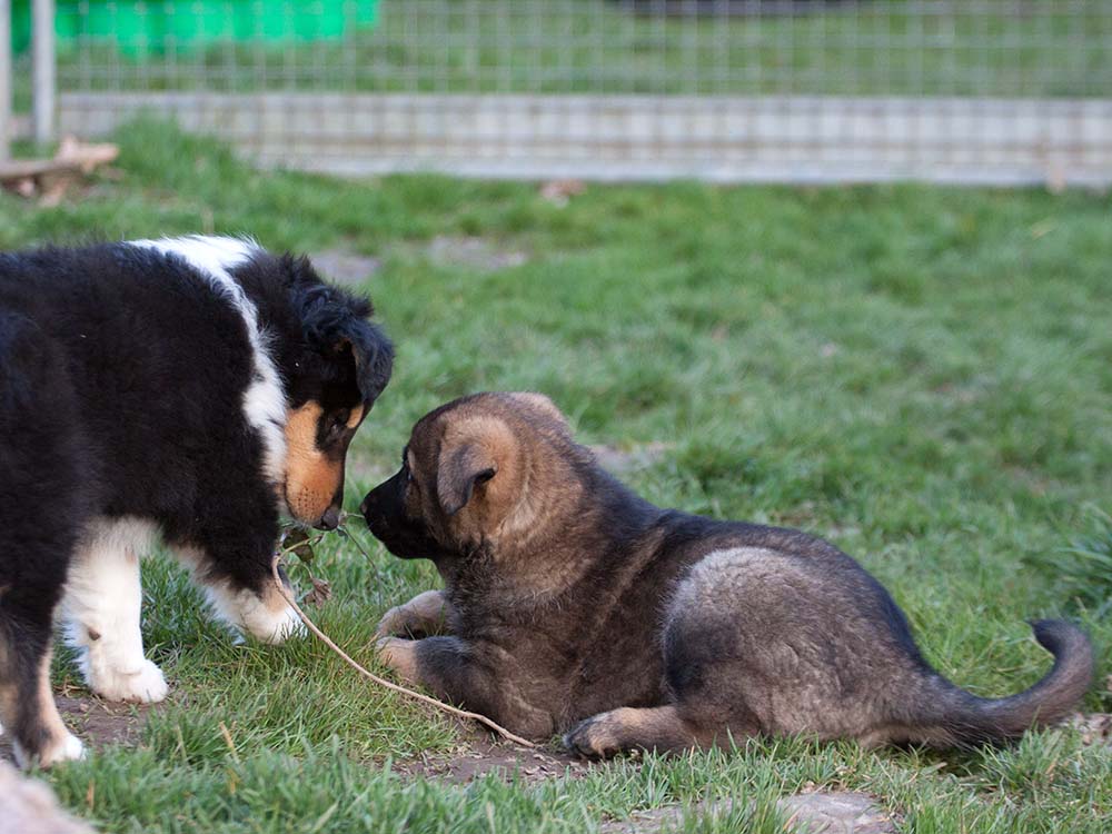 E-Wurf von Schörner's Schmiede