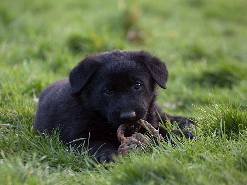 E-Wurf von Schörner's Schmiede