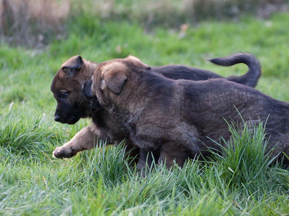 E-Wurf von Schörner's Schmiede