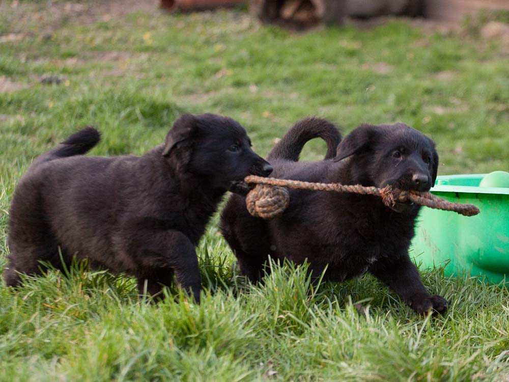 E-Wurf von Schörner's Schmiede