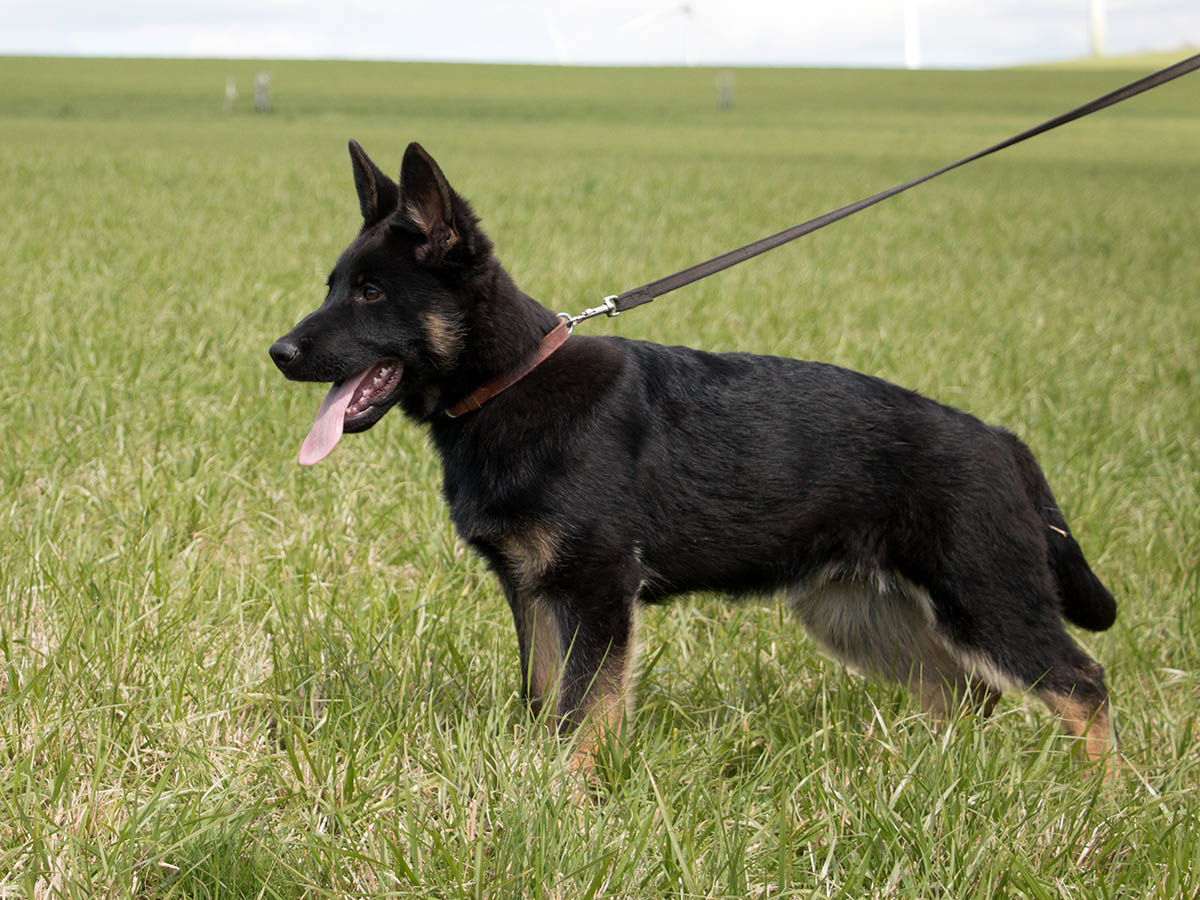 17.04.2022 Igor von Schörner's Schmiede