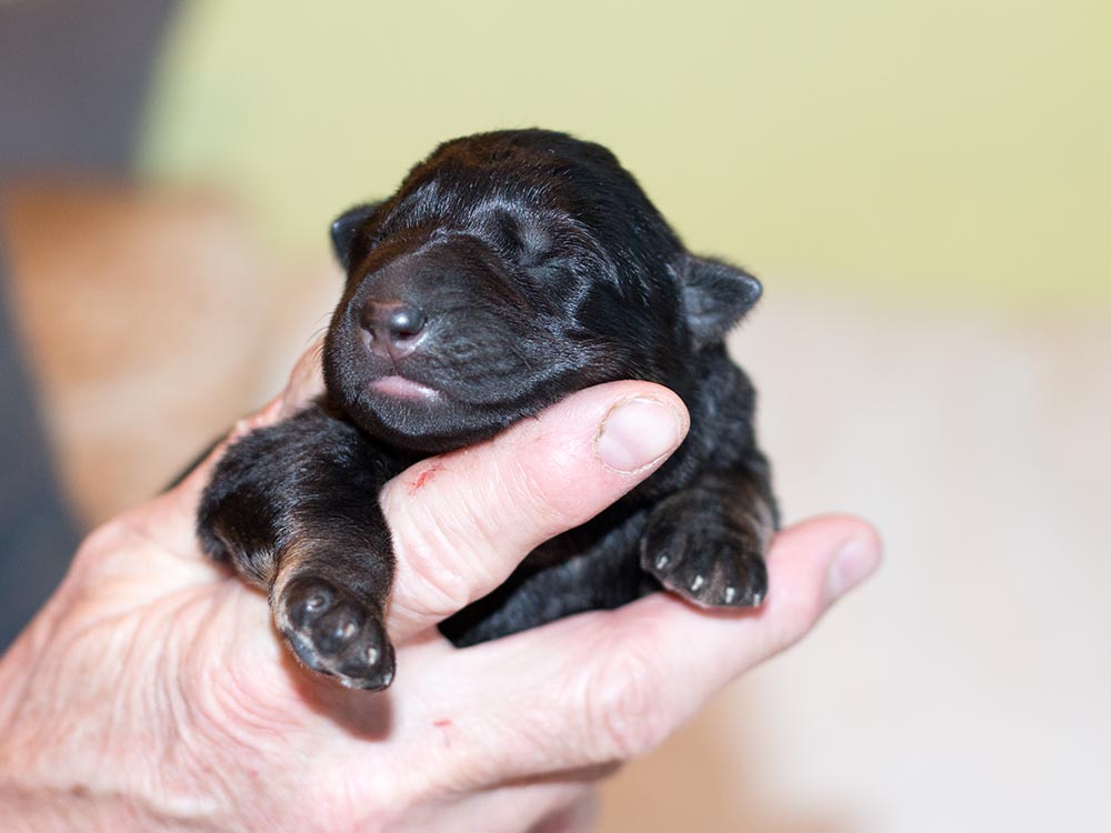 01.04.2019 F-Wurf-von Schörner's Schmiede