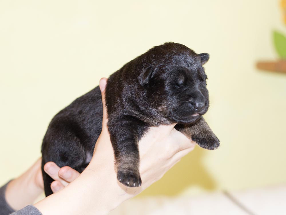 07.04.2019 010 Hündin schwarzbraun1