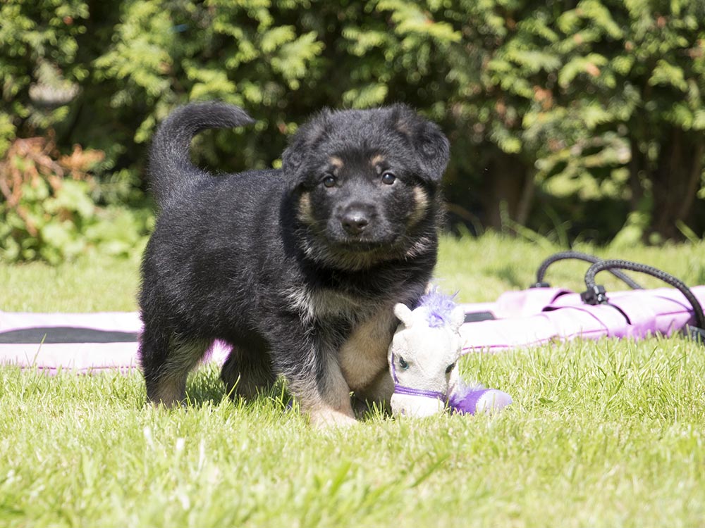 04.07.2021 Hündin H-Wurf von Schörner's Schmiede