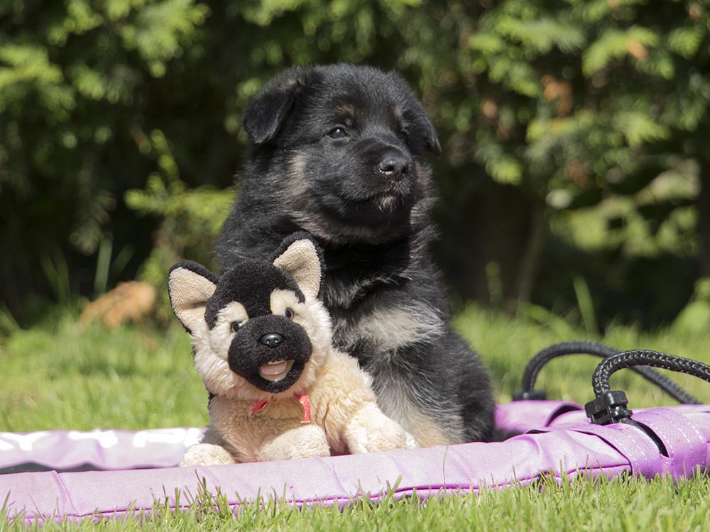 04.07.2021 Rüde 1 -  H-Wurf von Schörner's Schmiede
