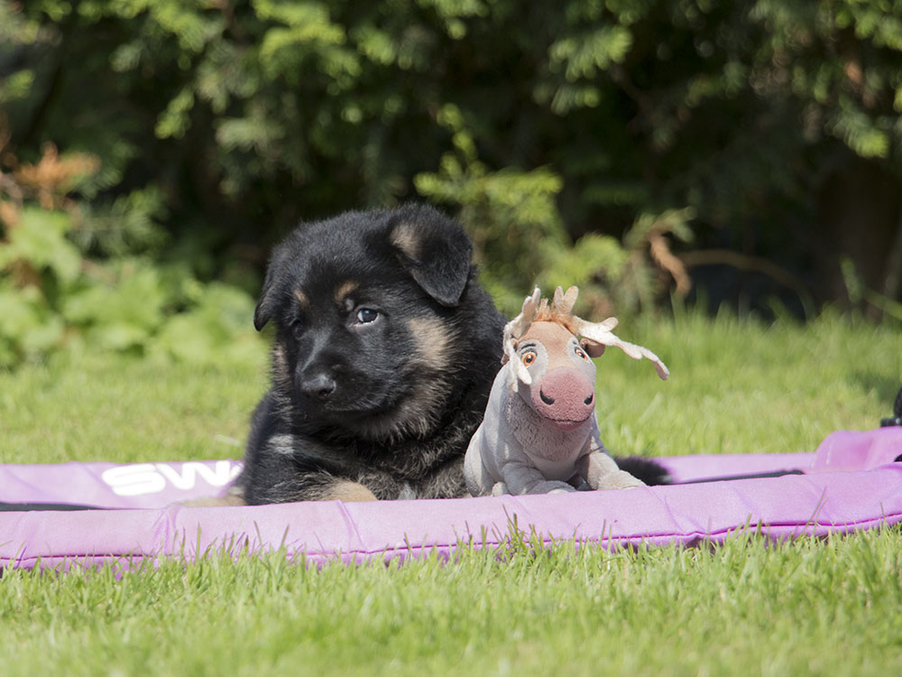 04.07.2021 Rüde 2 -  H-Wurf von Schörner's Schmiede
