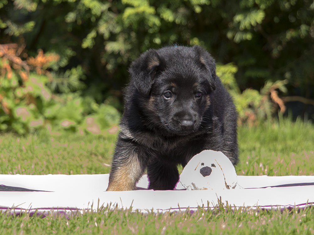 04.07.2021 Rüde 3 -  H-Wurf von Schörner's Schmiede