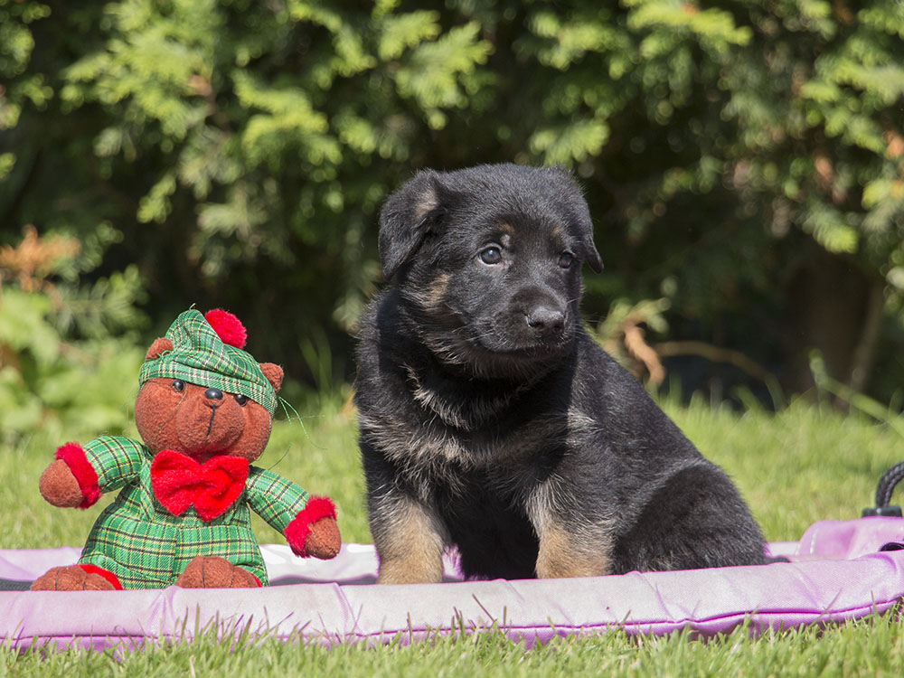 04.07.2021 Rüde 4 -  H-Wurf von Schörner's Schmiede