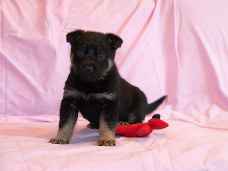 29.01.2022 046 Hündin lila